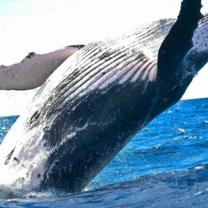 Dormant Bitcoin Whale Moves Its BTC After Its Price Rose 270,000%