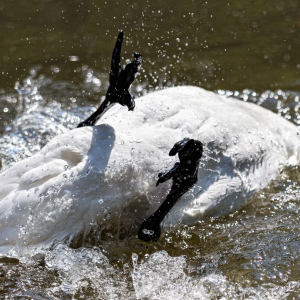 Taleb Releases a Dirty Swan Upon Bitcoin, Bitcoiners Were Fast to Clean It