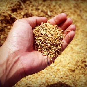 Could Blockchain Revolutionise the Grain Industry?