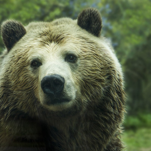 “We’re in the middle of the bear”; Bitcoin price dips, and analyst gives downbeat take on the rest of 2018
