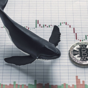 New study suggests Bitcoin whales are not to blame for market volatility