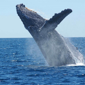 Alert: Bitcoin whale moves $104 million for less than $10