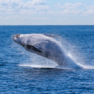XRP whale moves 90M XRP as BTC and ETH whales swarm the market
