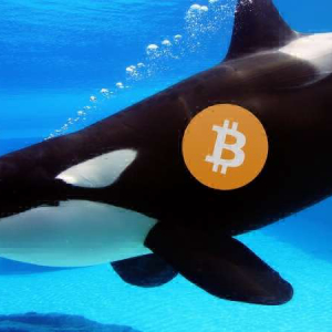 Bullish? On-Exchange Bitcoin Declines While Whales Accumulate (Report)