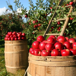 Blockchain and Agriculture: Singapore-Based Firm Traces Apples via Blockchain