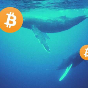 Report: After Buying Bitcoin’s Bottom In March, Whales Continue Accumulating