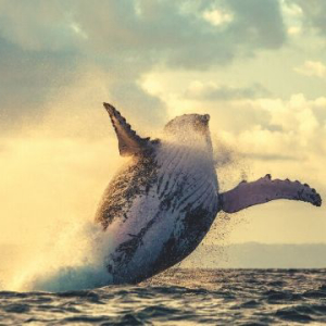 Mysterious Bitcoin Whale Moves $933 Million – 0.5% Of All BTC