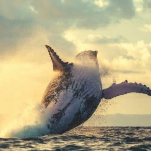Bitcoin Whales Are Accumulating More Than 50,000 BTC Every Month: Report