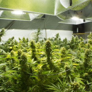 Marijuana Explosion: 2 Major Developments Reaffirms Growth Potential of Aurora Cannabis Stock