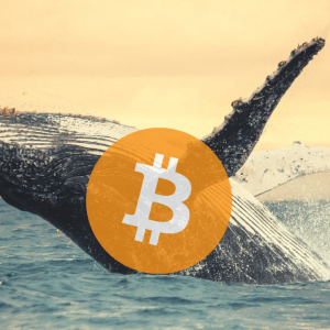 Bitcoin Whales Slow Down Following Months of Accumulations: What About BTC Price?