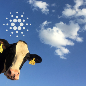 Introducing BeefChain, a rancher-to-retail supply chain traceability solution using Cardano