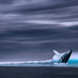 The number of crypto whales is rising. Here’s where they’re coming from