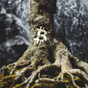 Taproot, the new update that will revolutionize the Bitcoin blockchain