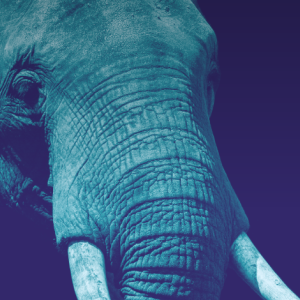 The elephant in the room at San Francisco Blockchain Week