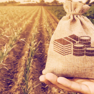Yield farming will help grow DeFi, but beware the ‘rule of whales’