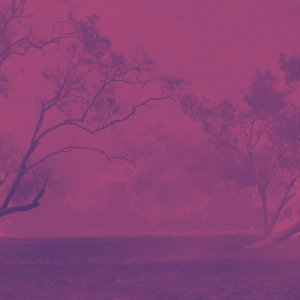 Australian Bushfires: Bitcoin exchange donates $1 million to the cause