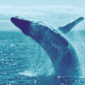 Are whales controlling the price of Bitcoin? New report weighs in