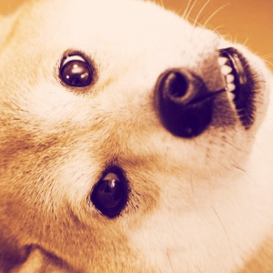 The Real Dogecoin Dog is Recovering From Vestibular Disease