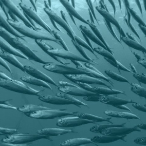 Early April Fools: New cryptocurrency is “backed by sardines”