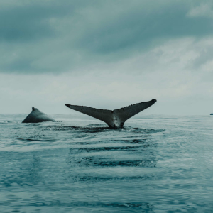Report: Selling By Ethereum Whales Linked to ETH’s Drop Below $200