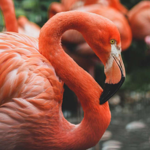 Neo (NEO) Dives into DeFi with Flamingo Finance (FLM)