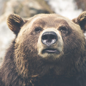 Short-Term Bitcoin Bear: HODLers To Be Decimated By BTC Dump To $2,000