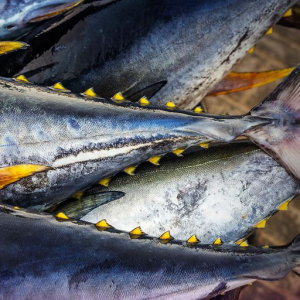 Bumble Bee Foods Uses Blockchain To Track Yellowfin Tuna
