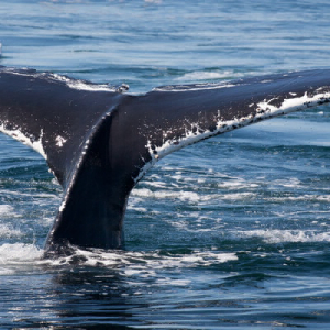 Whale Movement Detected: 18,000 Bitcoins Received by BitMEX