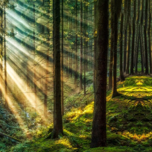 Flemish Government to Use Blockchain for Forest Management