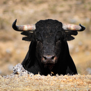 Analyst: Sustained Bitcoin Price Above $7,000 Will Bring Bull Investors Back