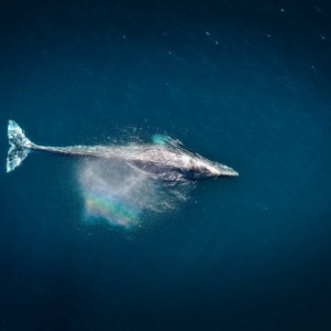 Bitcoin Whales Have Been Buying En-Masse Since Early-2020: “Macro Bullish” Sign