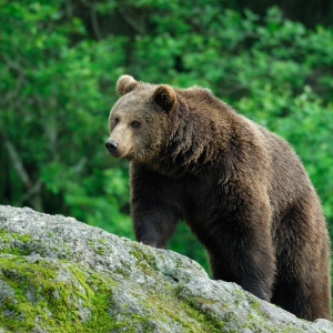 Crypto Exchanges Begin to Shutdown: Bear Market in Full Force