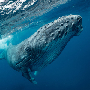 A Whale Just Sold $10 Million Worth of Bitcoin and the Market Isn’t Dumping