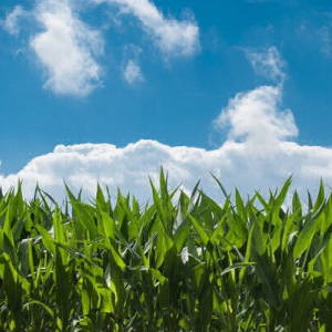 5 of the Best Yield Farming Opportunities For 2021