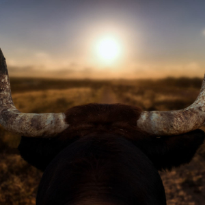 Why Bitcoin Sentiment Has Turned Bullish as BTC Price Taps Two Week High