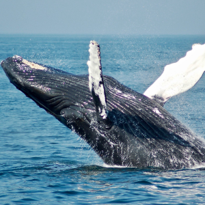 Bitcoin Whales Aren’t Selling Their BTC; It May Be Boosting Its Price