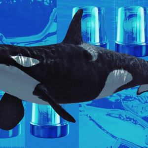 A conversation with Whale Alert, one of crypto Twitter’s most mysterious watchdogs