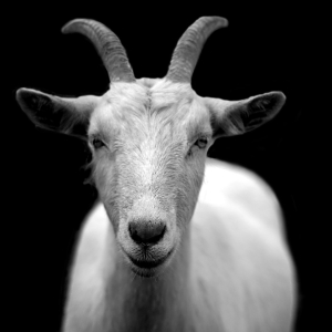 3 Shocking Facts About Goats you Never Thought Possible