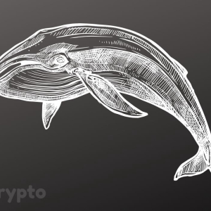 Bitcoin’s Whale Population Is Growing Once Again, But They’re Not Getting Richer